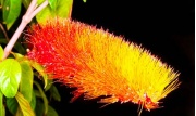 combretum_1