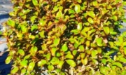 coprosma_1