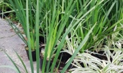 dietes