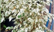 ficus_benjamina_blanco