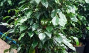 ficus_benjamina_verde