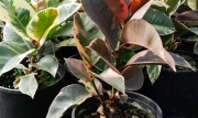 ficus_elastica_1