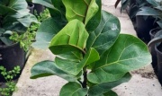 ficus_lyrata