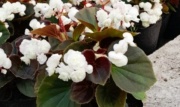 flor_de_azucar_blanca_1256267913
