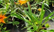 gazanias