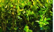 oleas_texanas