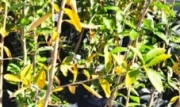 palo_amarillo