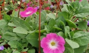 petunias