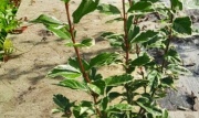 viburnus_tinus_variegado