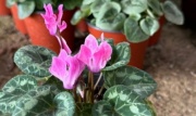 violeta_de_los_alpes
