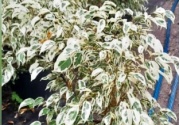 ficus_benjamina_blanco