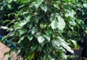 ficus_benjamina_verde