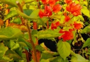 santa_rita_1