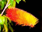 combretum_1