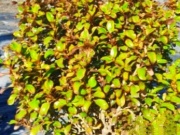 coprosma_1
