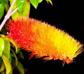combretum_1