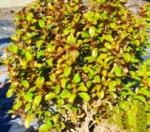 coprosma_1