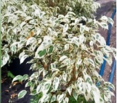 ficus_benjamina_blanco