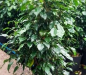 ficus_benjamina_verde
