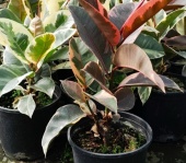 ficus_elastica_1