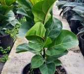 ficus_lyrata