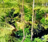 jacaranda