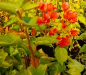 santa_rita_1
