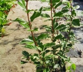 viburnus_tinus_variegado