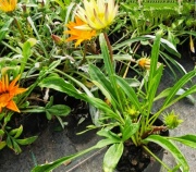 gazanias