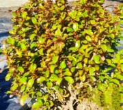 coprosma_1