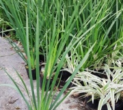 dietes