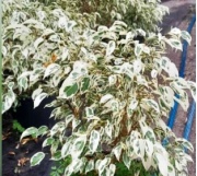ficus_benjamina_blanco