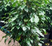 ficus_benjamina_verde