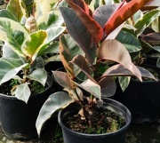 ficus_elastica_1
