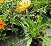gazanias