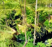 jacaranda