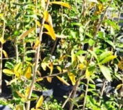 palo_amarillo