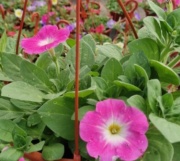 petunias