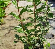 viburnus_tinus_variegado
