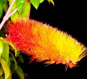 combretum_1