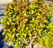 coprosma_1