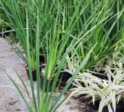 dietes