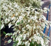 ficus_benjamina_blanco