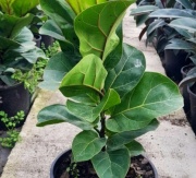 ficus_lyrata