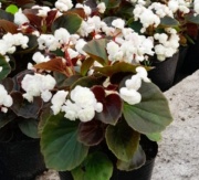 flor_de_azucar_blanca_1256267913