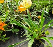 gazanias