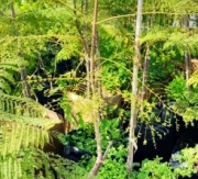 jacaranda