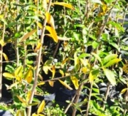 palo_amarillo