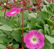 petunias