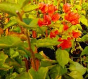 santa_rita_1